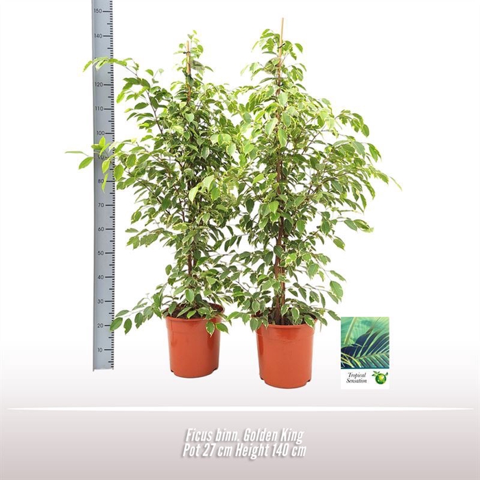 <h4>Ficus Golden King</h4>