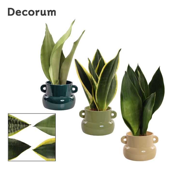 <h4>Sansevieria Super Mix 9 cm in Lucy (Top blend-collection)</h4>