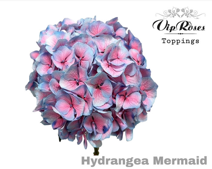 <h4>HYDR M MERMAID 60 CM</h4>