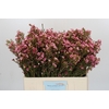 Chamelaucium Sarah's Delight