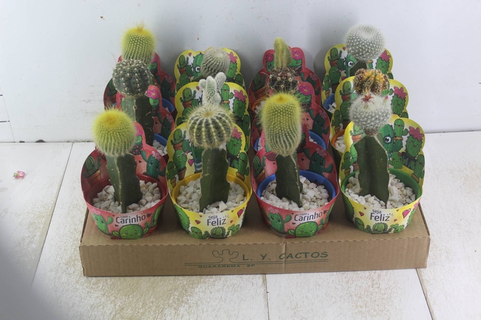 <h4>CACTUS ENXERTADO P10</h4>