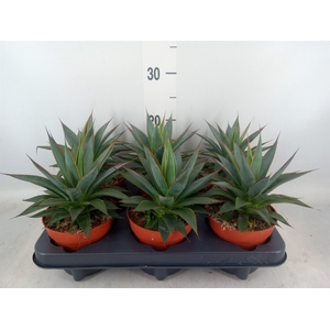 Agave  'Shaka Koko'