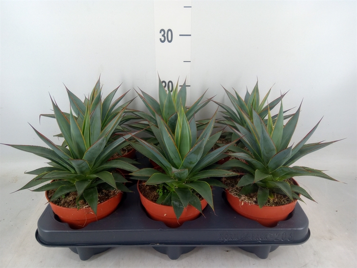 <h4>Agave  'Shaka Koko'</h4>