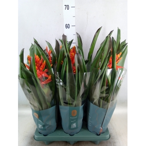 Aechmea  'Pepita Elegant Flames'