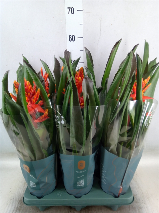 <h4>Aechmea  'Pepita Elegant Flames'</h4>
