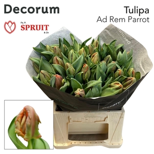 TU PA AD REM PARROT SPR