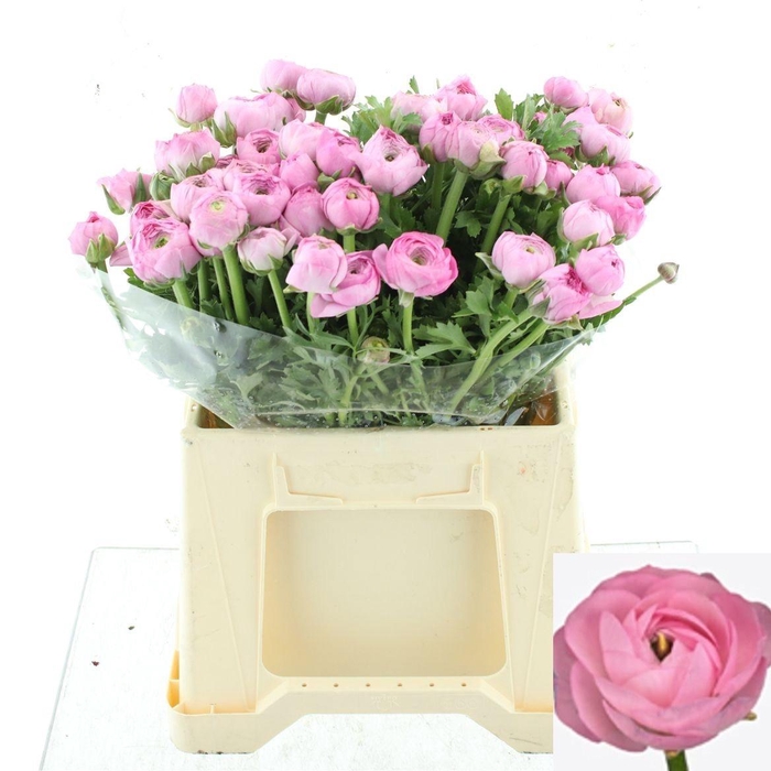 <h4>RAN EL PINK</h4>