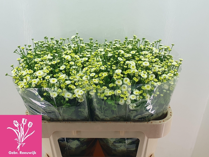 <h4>TANA PA RIO</h4>