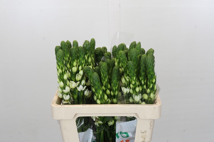 <h4>Ornithogalum thyrsoides Milky Way</h4>