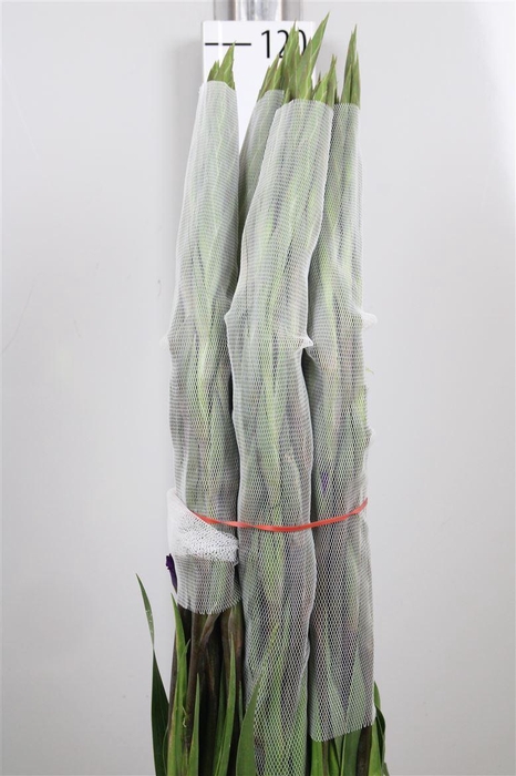 <h4>Glad Gr Purple Mate</h4>