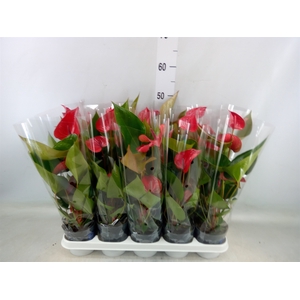 Anthurium andr. 'Picanta Red'