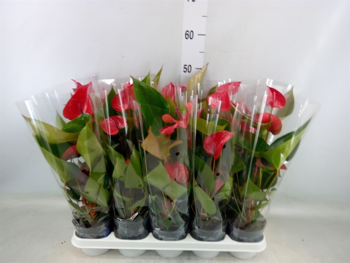 <h4>Anthurium andr. 'Picanta Red'</h4>