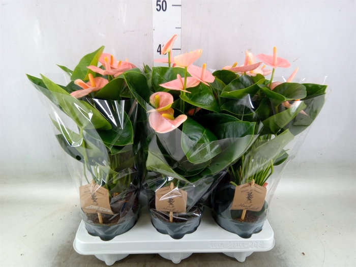 <h4>Anthurium andr. 'Spirit'</h4>