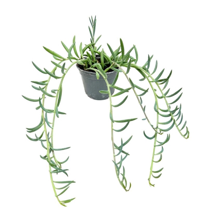 <h4>SENECIO RADICANS P9 FISHHOOK</h4>