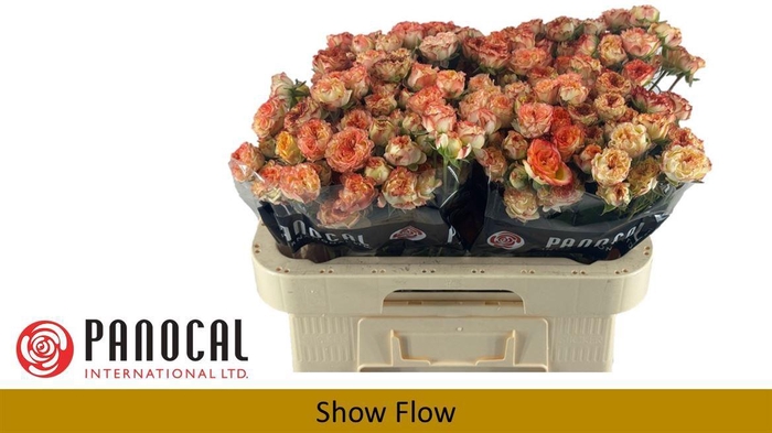 <h4>R TR SHOW FLOW</h4>