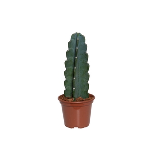 CACTUS MANDACARU P15 SEM ESPINHOS