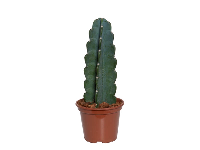 <h4>CACTUS MANDACARU P15 SEM ESPINHOS</h4>