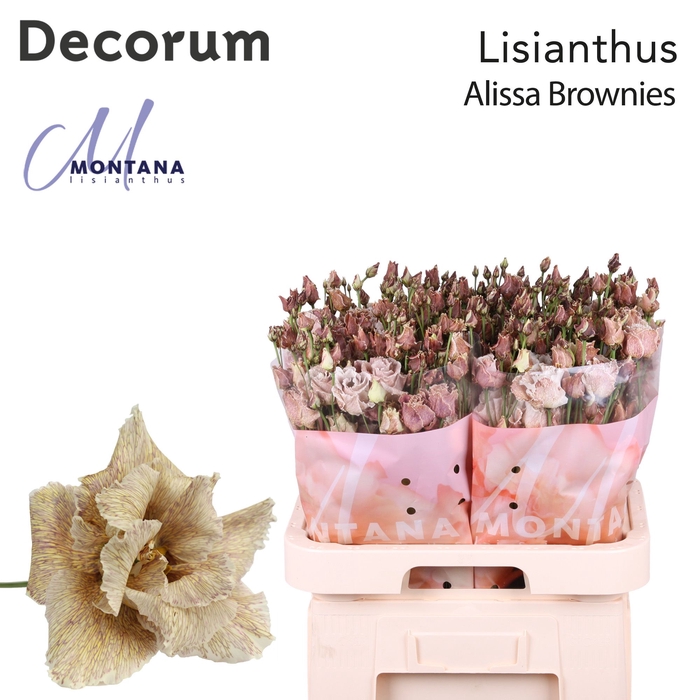 <h4>Lisianthus Dye Alissa brownies</h4>