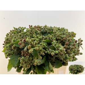 RUBUS FR THORNLESS E