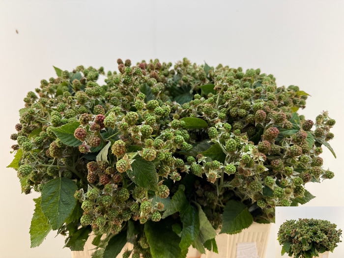 <h4>RUBUS FR THORNLESS E</h4>