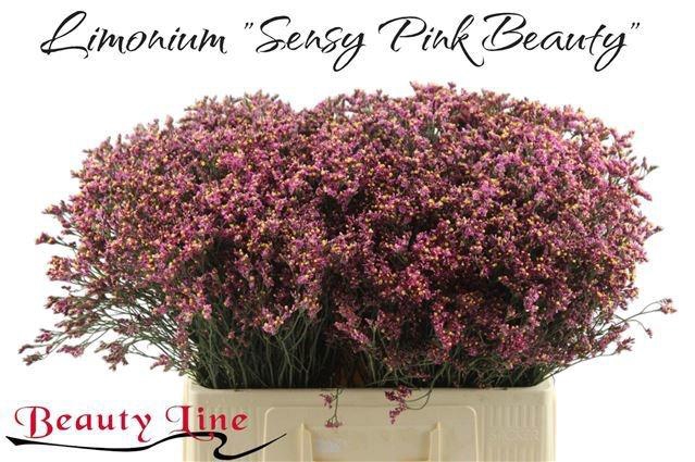 <h4>LIM SIN SEN PIN BEAU</h4>