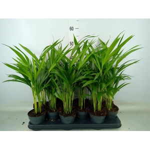 Dypsis lutescens   ...Chrysalidoca