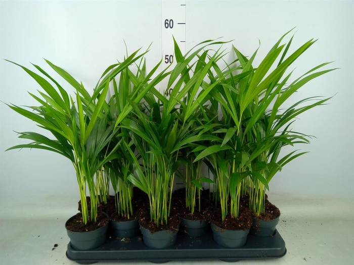 <h4>Dypsis lutescens   ...Chrysalidoca</h4>