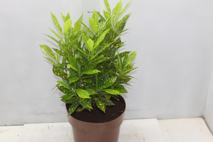 <h4>CROTON GOLD DUST P24</h4>