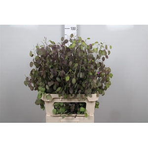 Lunaria Ann Paarse P