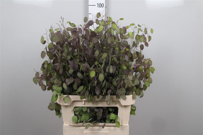 <h4>Lunaria Ann Paarse P</h4>