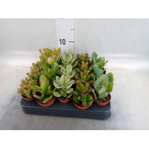 Crassula   ...mix