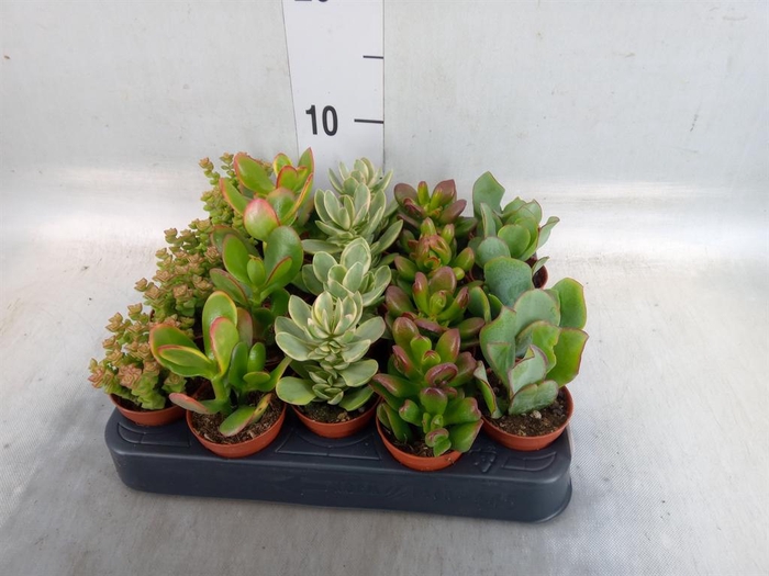 <h4>Crassula   ...mix</h4>