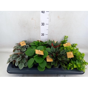 Peperomia   ...mix