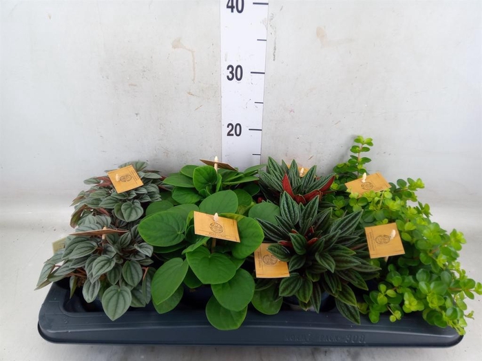 <h4>Peperomia   ...mix</h4>