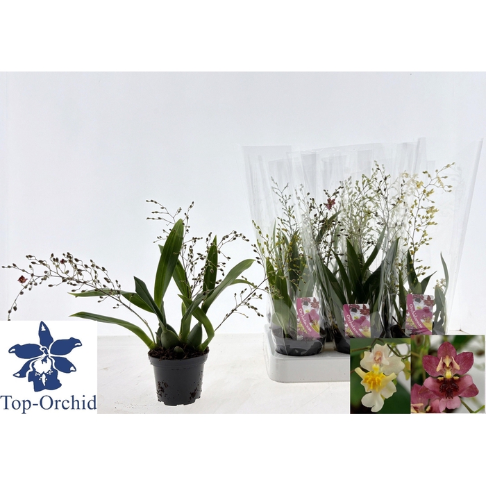 <h4>ONCIDIUM OV</h4>