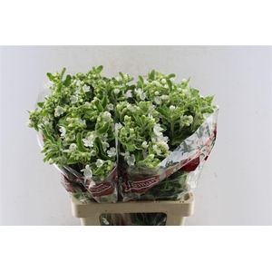 Oxypetalum Perf White Harmony