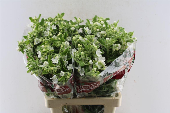 <h4>Oxypetalum Perf White Harmony</h4>