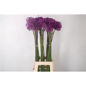 Allium Purple Sensation