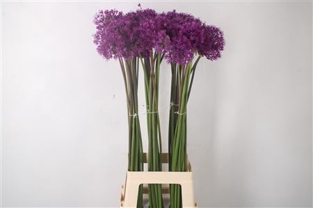 <h4>Allium Purple Sensation</h4>