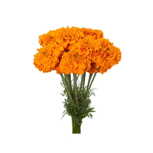 TAGETE MARIGOLD BONANZA DEEP ORANGE 070 CM