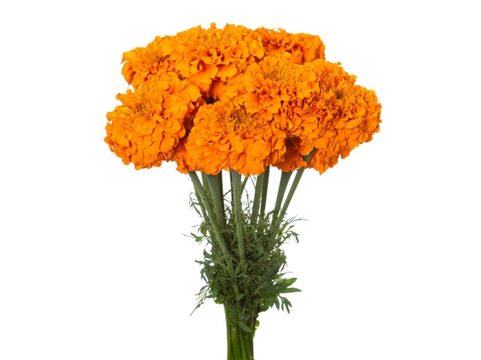 <h4>TAGETE MARIGOLD BONANZA DEEP ORANGE 070 CM</h4>