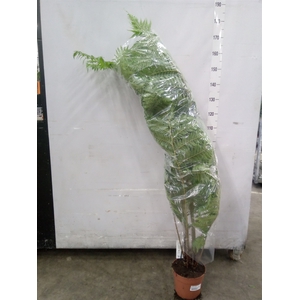 Cyathea cooperi