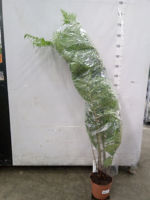 <h4>Cyathea cooperi</h4>