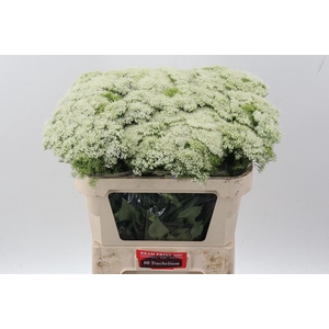 Trach Wh Lake Michig