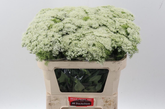 <h4>Trach Wh Lake Michig</h4>