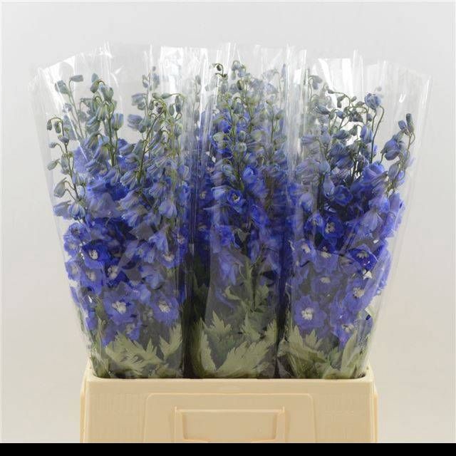 <h4>DELPH DU DEV NA BLUE</h4>