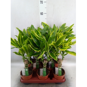 Dracaena frag.   ...mix 3