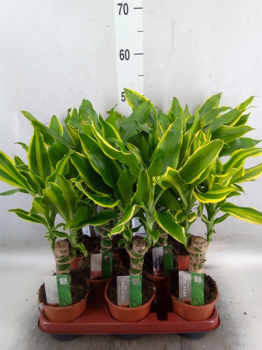 <h4>Dracaena frag.   ...mix 3</h4>