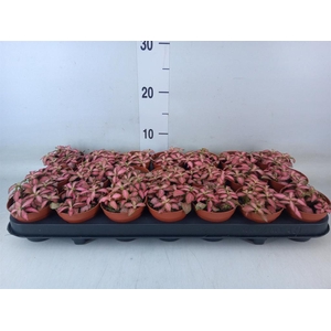 Fittonia  'Mosaic Pink Forest Flam'