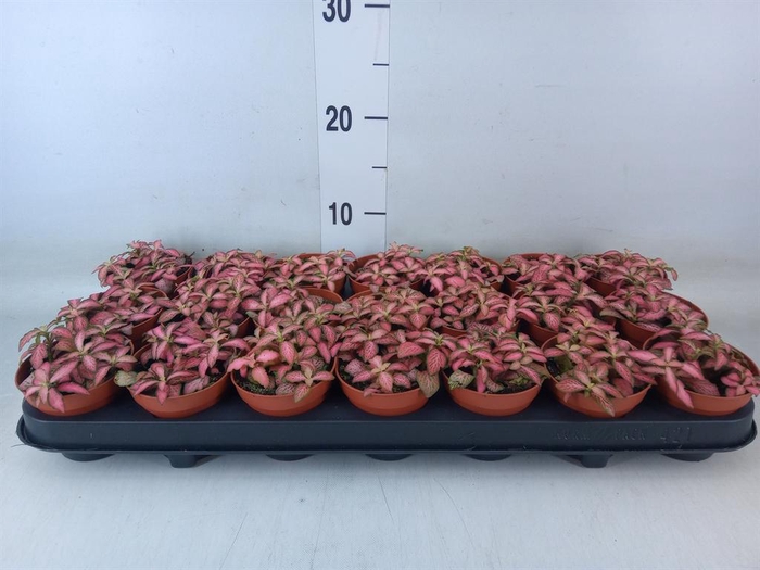 <h4>Fittonia  'Mosaic Pink Forest Flam'</h4>